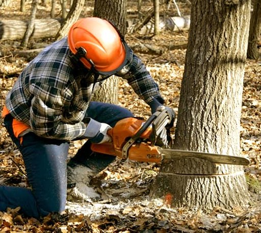 Tree Removal in Chesapeake, OH